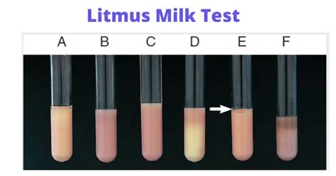 litmus milk test|Litmus milk .